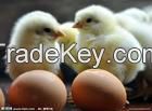 broiler eggs for hatching / chicken hatching eggs