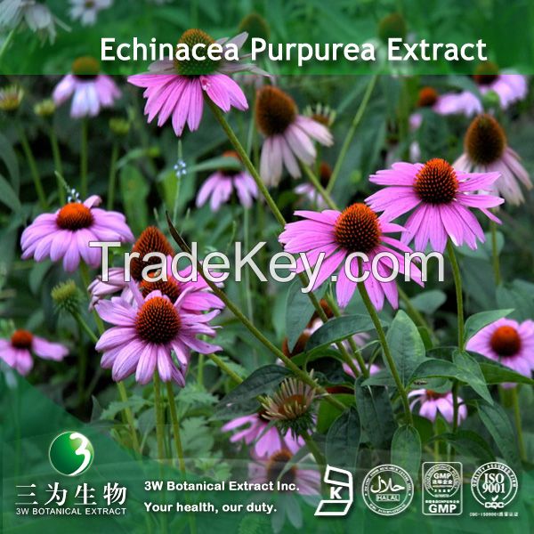 Echinacea Purpurea Extract( Phenolic Compounds 4%) For Health Care
