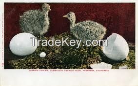 Ostriched and Ostrich Products