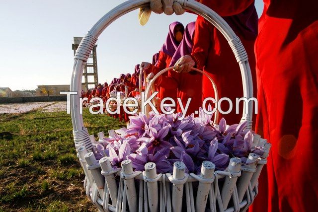 Saffron for sale