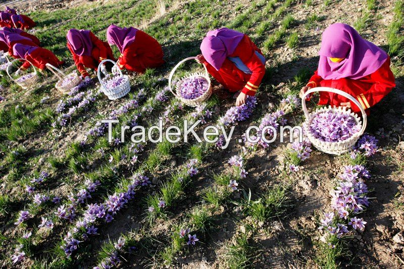 Saffron for sale