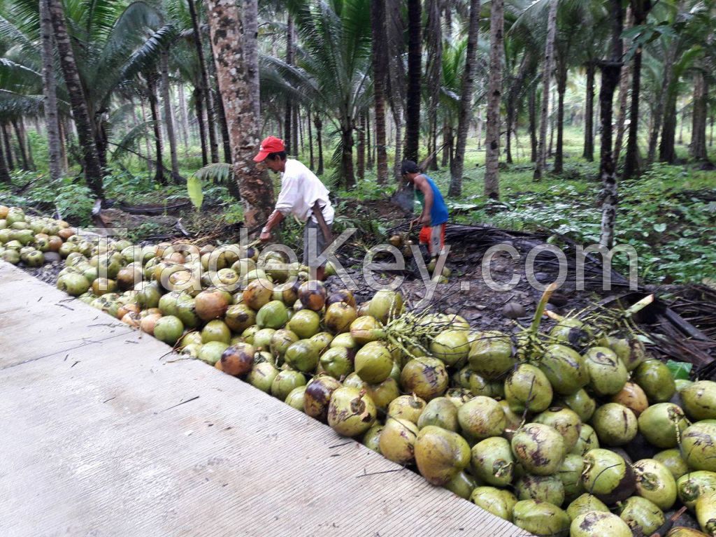 Organic Young Coconuts