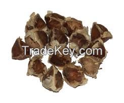 Moringa Seeds