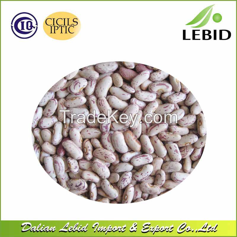 High Quality Sugar Beans Long Shape Light Speckled Kidney Beans