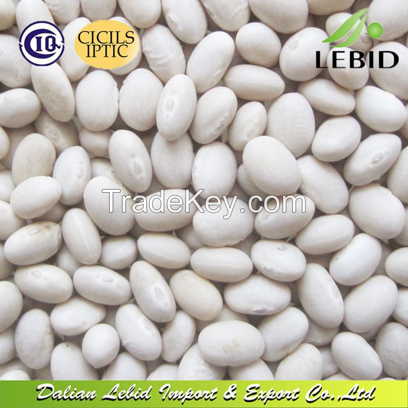 New Crop White Kidney Beans Spanish Type