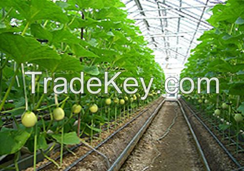 Agricultural Greenhouse glass with world special etching technology