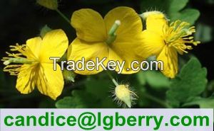 Gmp factory supplier of Celandine Extract Chelidonine
