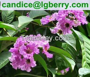 100% Natural Banaba Leaf Extract Corosolic acid for nutritional supplement