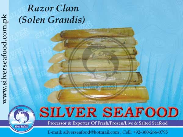 Razor Clam