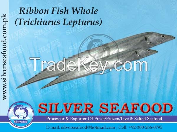 Ribbon fish,Trichiurus Lepturus