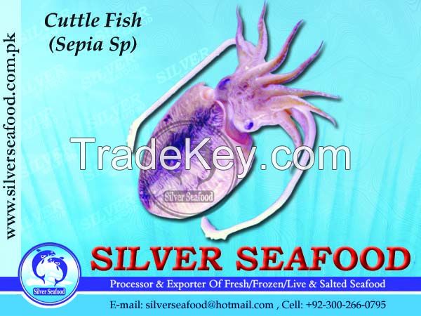 Cuttle Fish.Sepia Sp