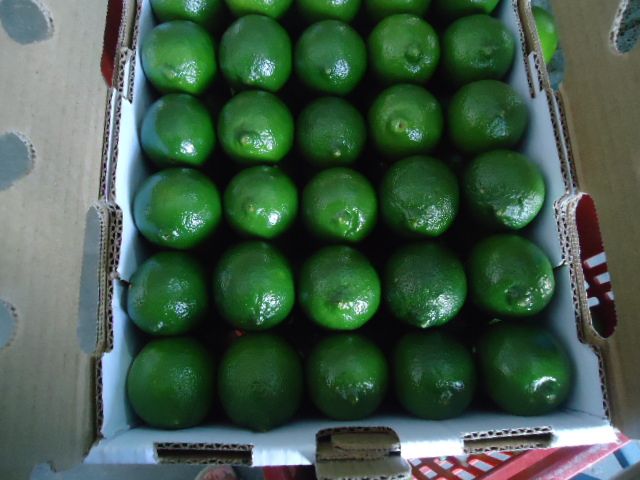 Persian Limes