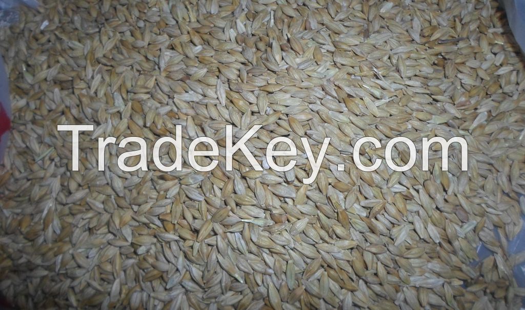 Barley