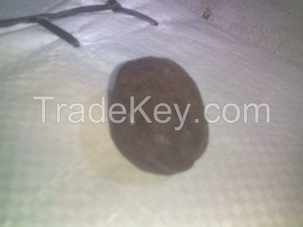 TOP Bismarckia Nobilis Seeds