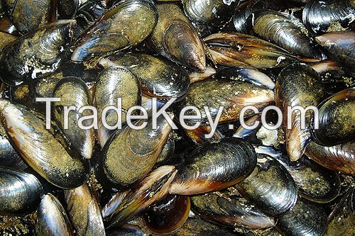 Boston Bay Mussel