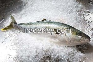 Yellowtail Kingfish