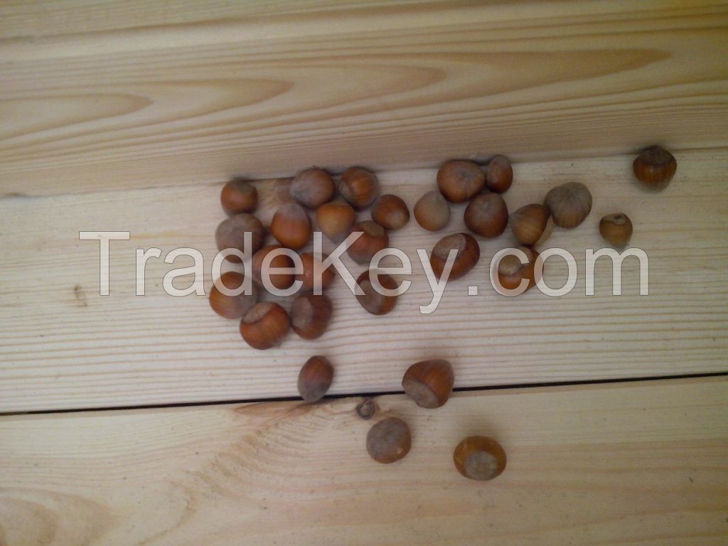 Walnuts & Hazelnuts from Poland, located in UK, Stevenage