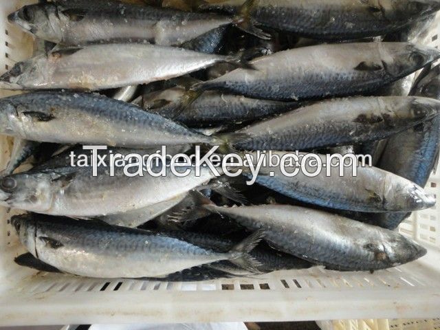 canned mackerel in brine (tomato sauce)