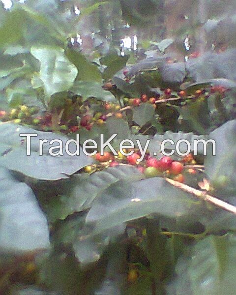 Organic coffee beans