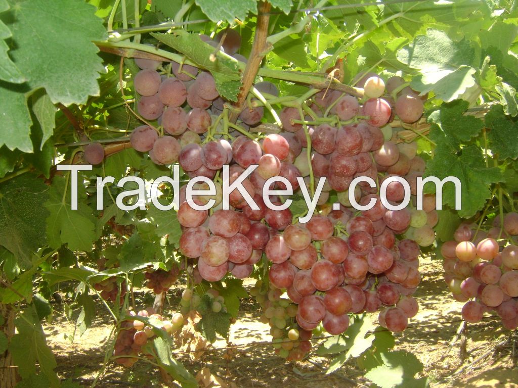 Grapes