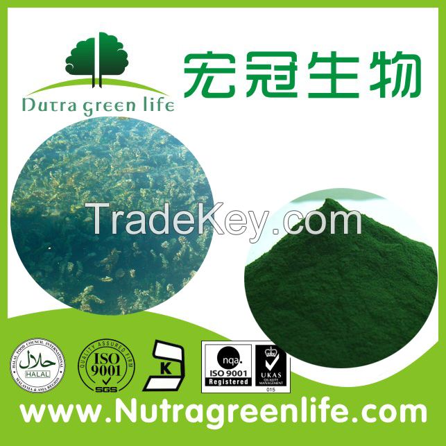 ISO certified Natural Pure  Spirulina powder