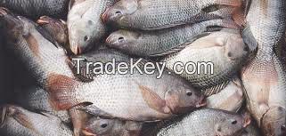 Tilapia Fish (Fresh Water Fish)