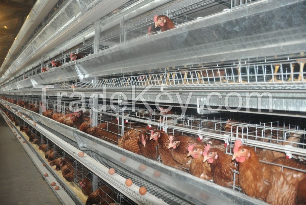 A type and H type chicken cages