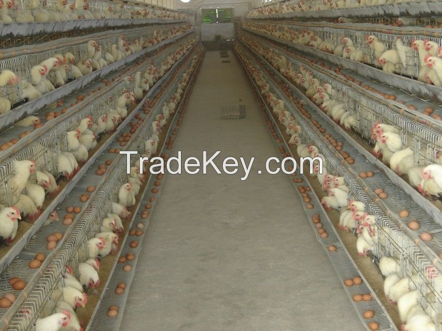 A-type chicken cages