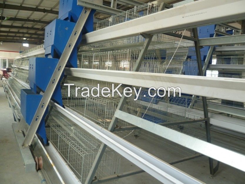 A-type chicken cages