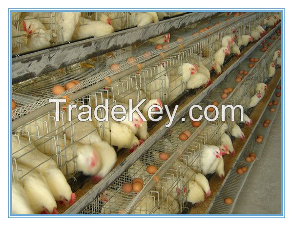 chicken cages automatic