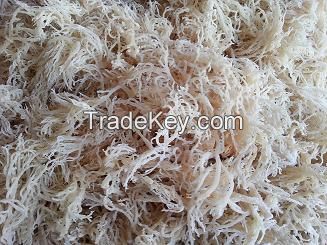 Dried WHITE Eucheuma Cottonii Seaweed