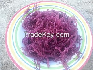 Dried RED / PURPLE Eucheuma Cottonii Seaweed