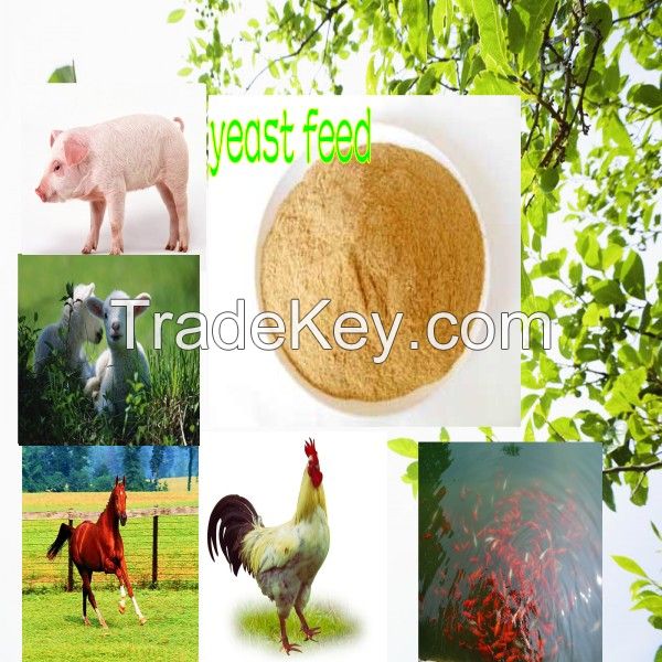 yeast feed--feed manufacturer