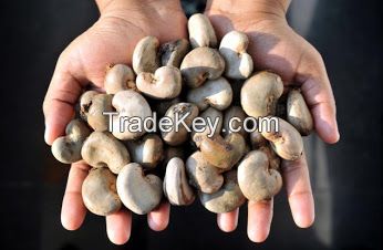 Dried raw cashew nuts deals in shell