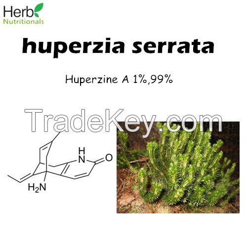 Huperzine a (Huperzia serrata) Extract 1%, 99% CAS 102518-79-6