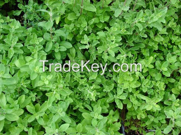 Marjoram Sweet Oil