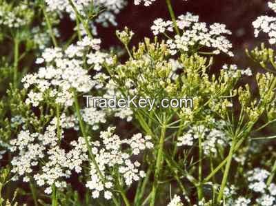 Caraway Seed Oil