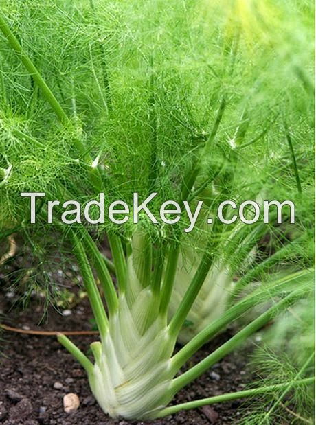 Fennel Sweet Oil