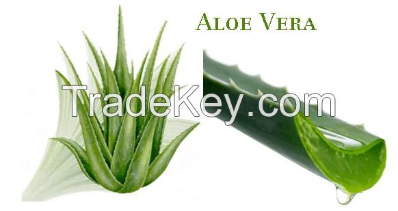 100% Pure Aloe Vera Extracted Gel
