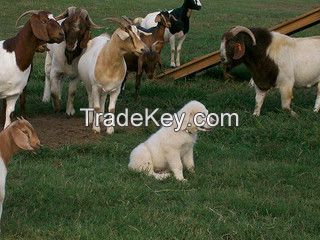 Live and Pregnant Boer Goats