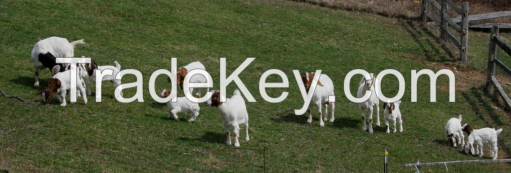 LIve and Pregnant Boer Goats, Askanian Goats,Available For sale