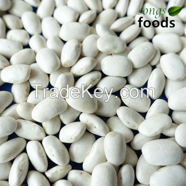 Hot sale high quality white kdiney beans
