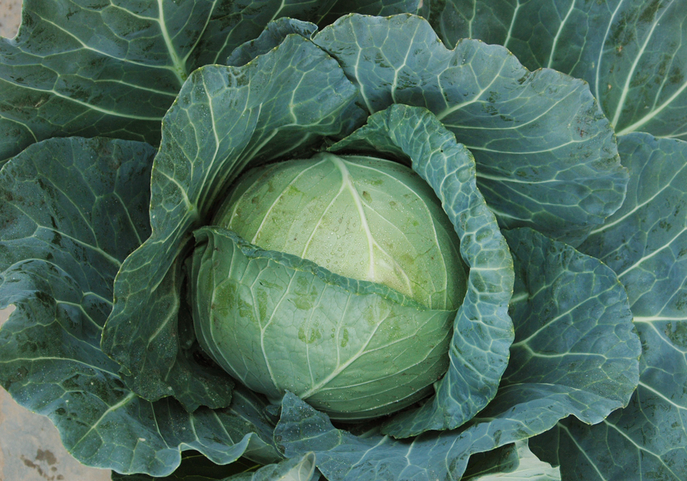 fresh cabbage