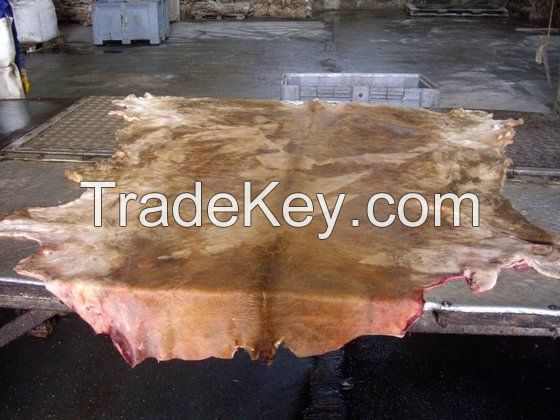 WET SALTED HORSE HIDE, COW HIDES