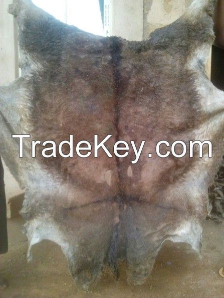 Dry salted Donkey Hides