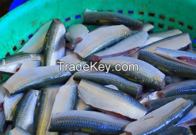 Frozen fillet fish