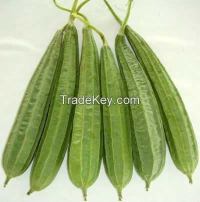 Ridge Gourd