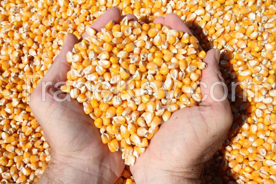 YELLOW CORN