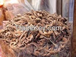 A Grade Dried SeaHorse For Sale