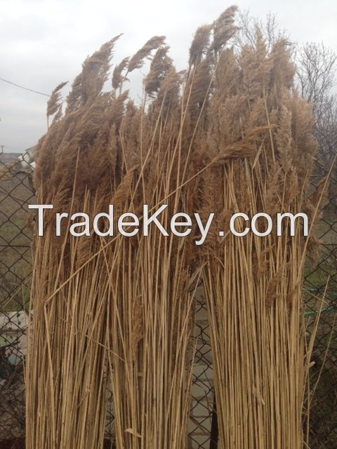 water reed for roofing
